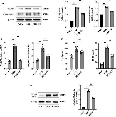 Sinapine Thiocyanate Ameliorates Vascular Endothelial Dysfunction in Hypertension by Inhibiting Activation of the NLRP3 Inflammasome